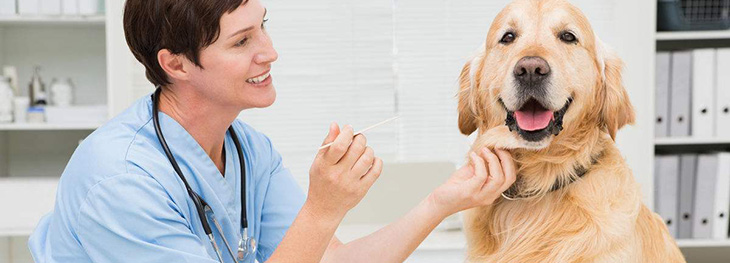 河南成考高起專畜牧獸醫(yī)專業(yè)